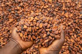 Cocoa Market Report for March 2025