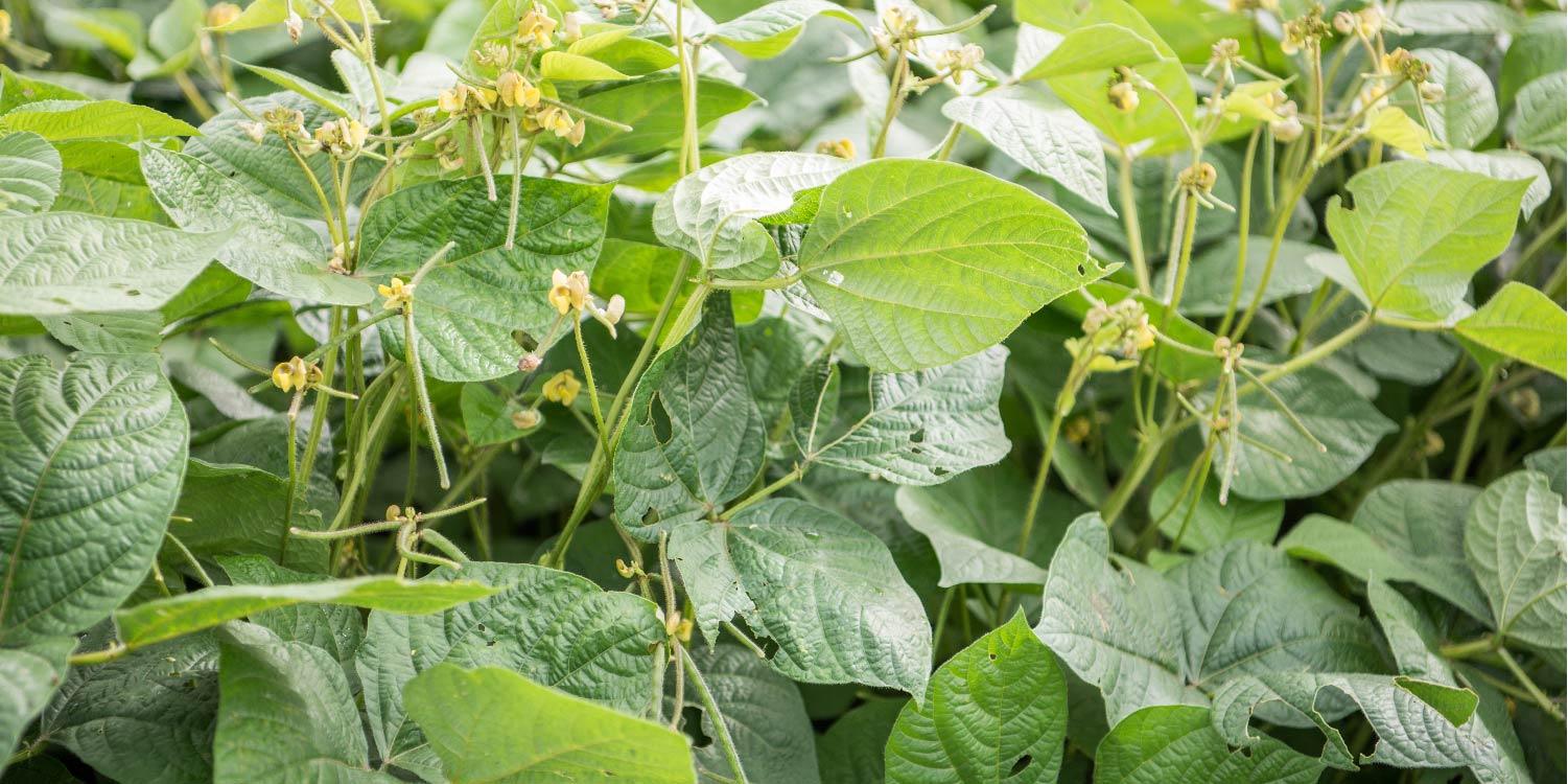 Green Gram Production in Early 2025